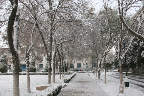 2008冬季校園初雪（校本部）