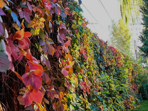 一圖讀懂中國(guó)共產(chǎn)黨支部工作條例（試行）